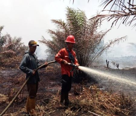Ilustrasi Riau antisipasi ancaman Karhutla 2024 (foto/int)